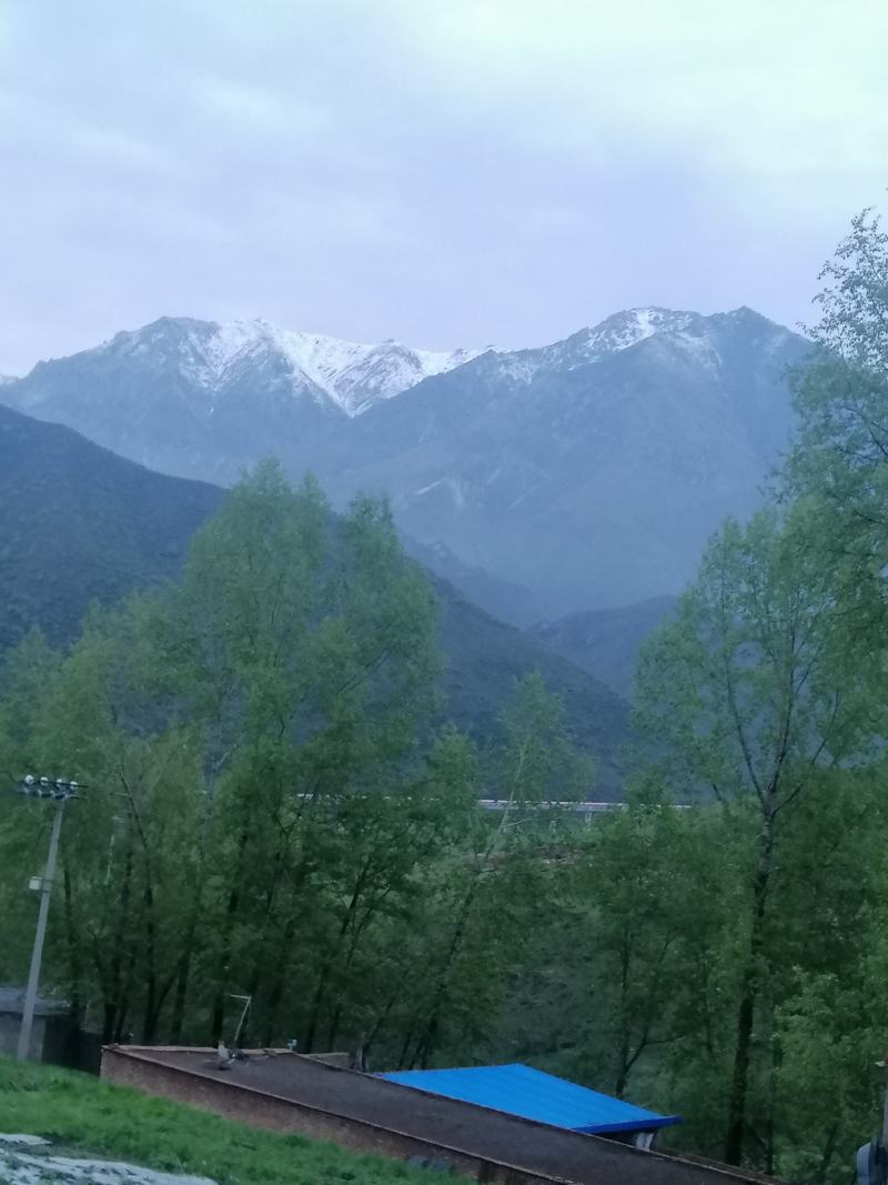 海拔3600米高山种植贝母（半野生）
