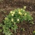 海拔3600米高山种植贝母（半野生）