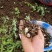 海拔3600米高山种植贝母（半野生）