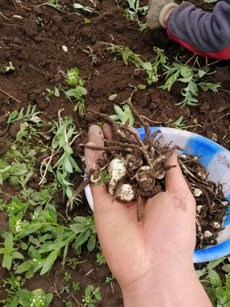 海拔3600米高山种植贝母（半野生）