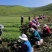 海拔3600米高山种植贝母（半野生）