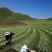 海拔3600米高山种植贝母（半野生）