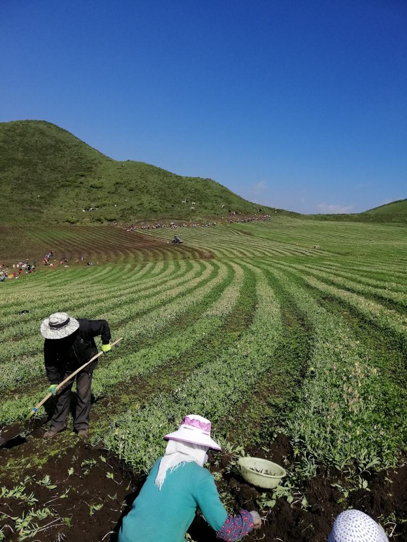 海拔3600米高山种植贝母（半野生）