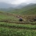 海拔3600米高山种植贝母（半野生）