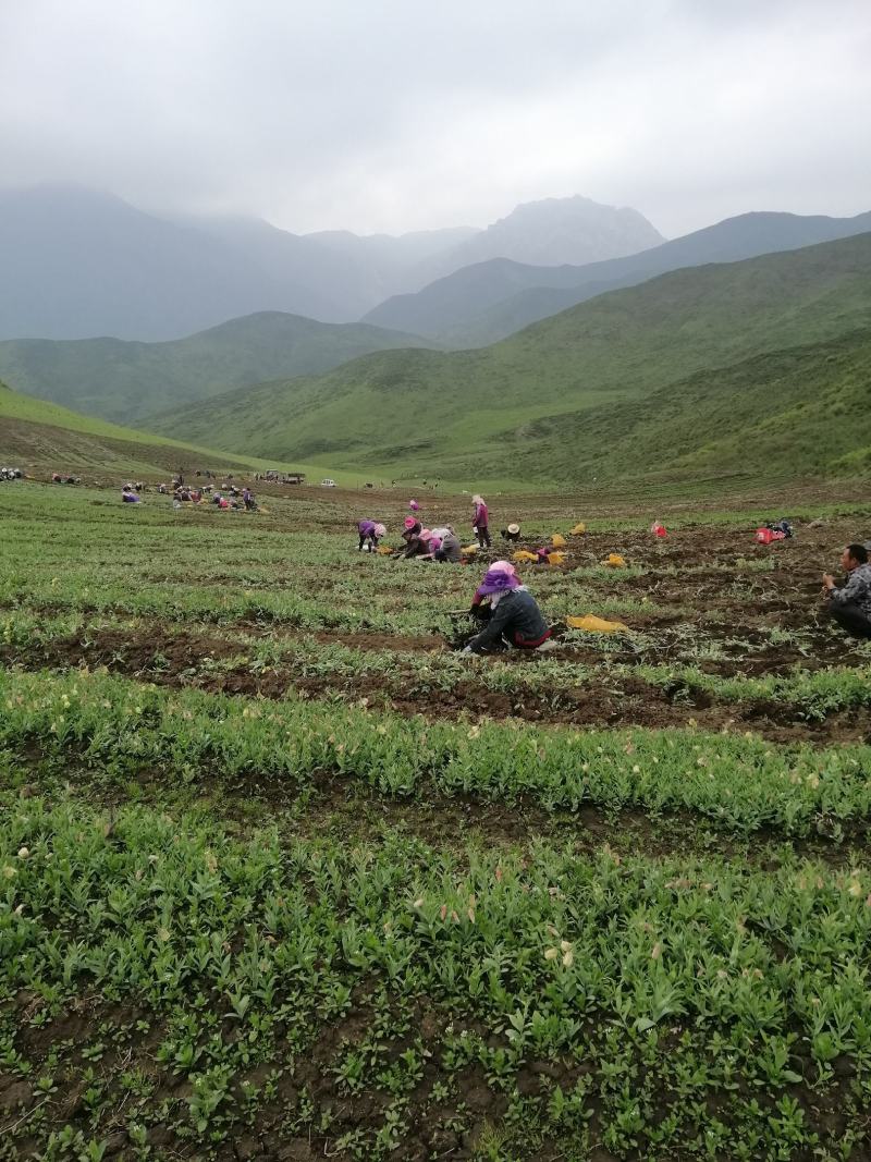 海拔3600米高山种植贝母（半野生）