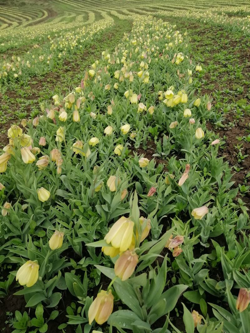 海拔3600米高山种植贝母（半野生）