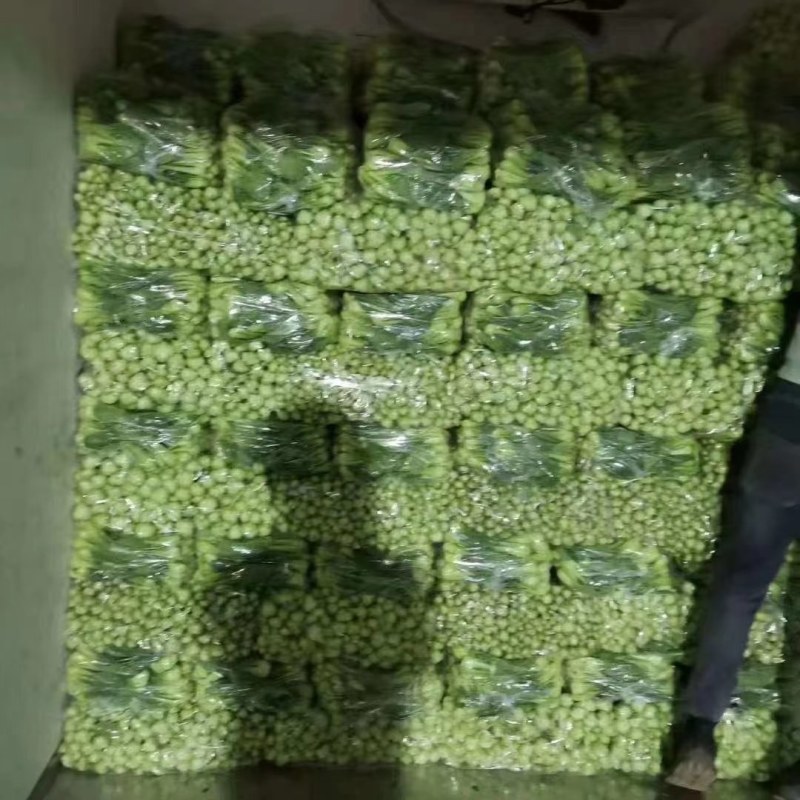 山东曹县精品大棚上海青小油菜持续上市中欢迎老板下单