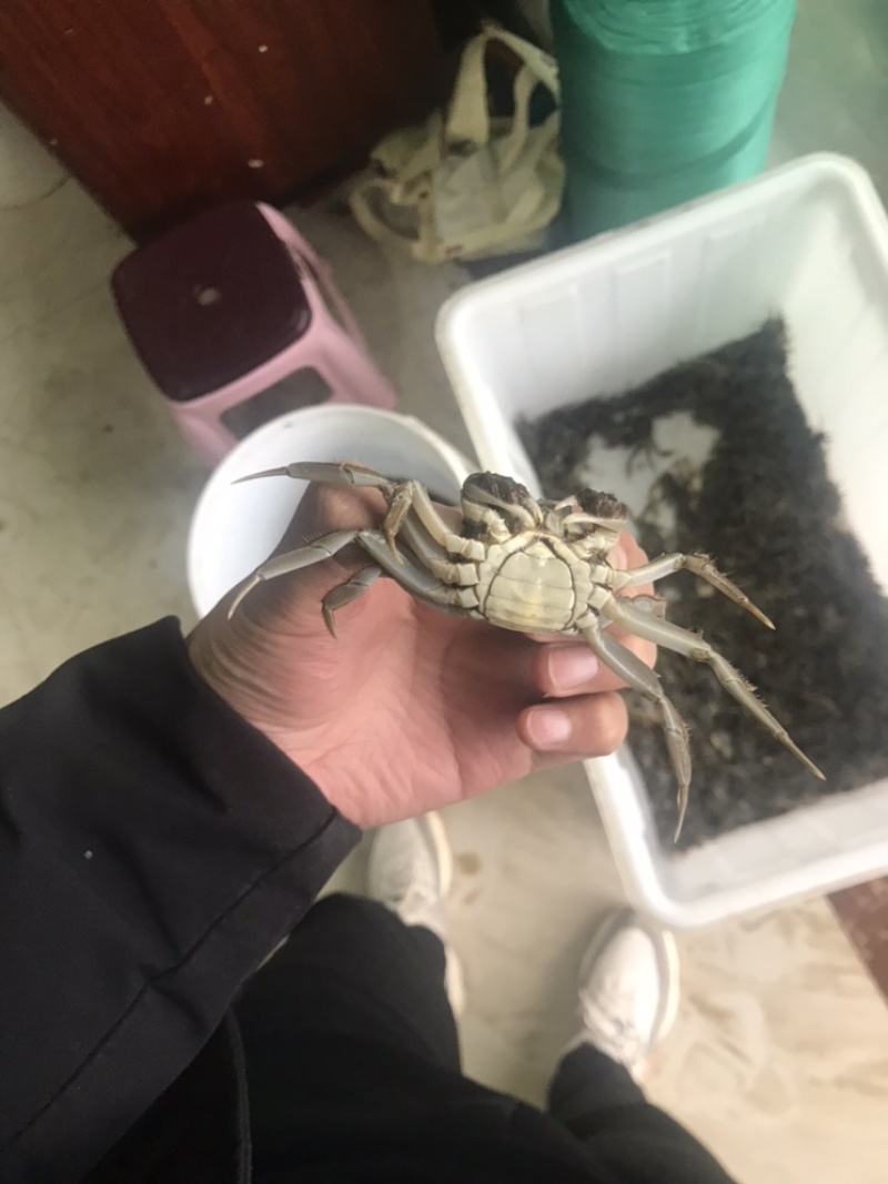 产地直发精品蟹蟹苗四母六公大母本质量保证成活率高