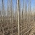 出售大量107速生杨杨树苗杨树1-6公分