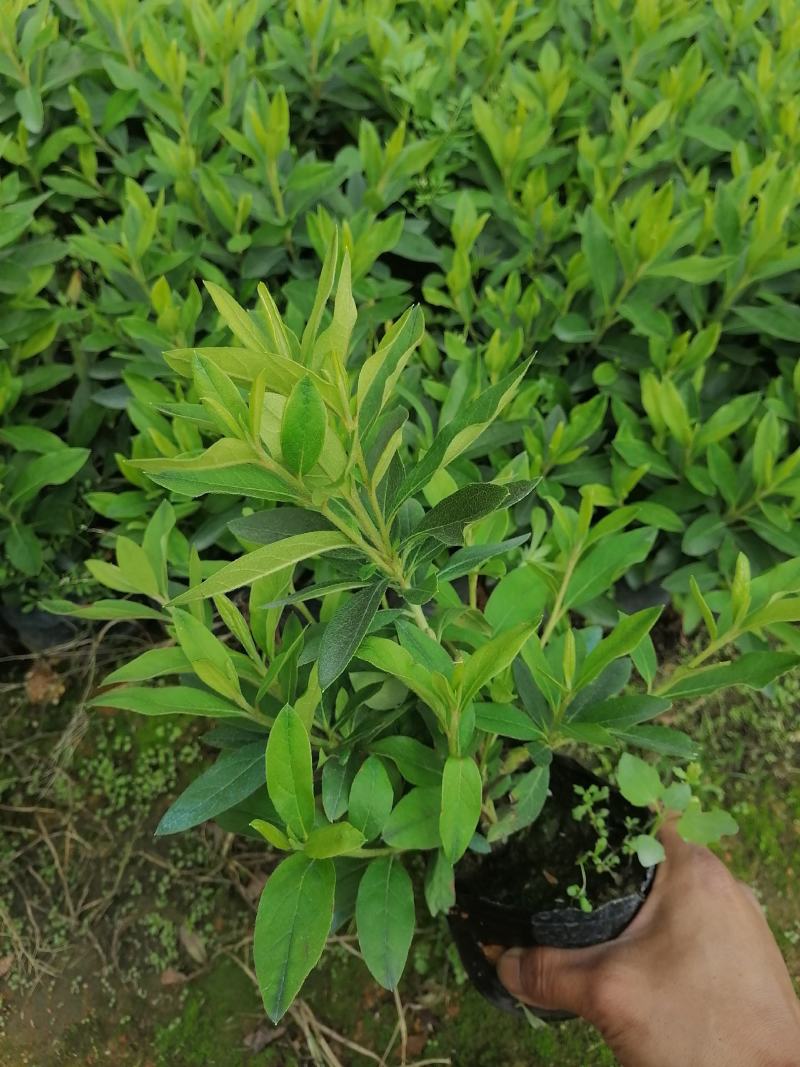 毛杜鹃各种规格杯苗靓货出售