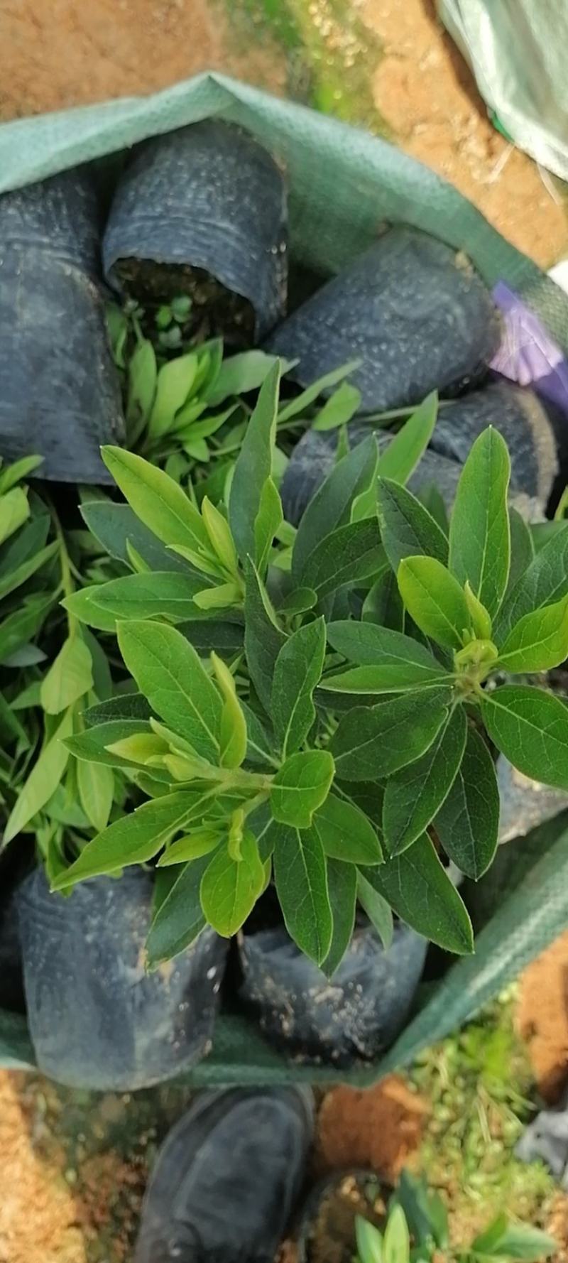 毛杜鹃各种规格杯苗靓货出售