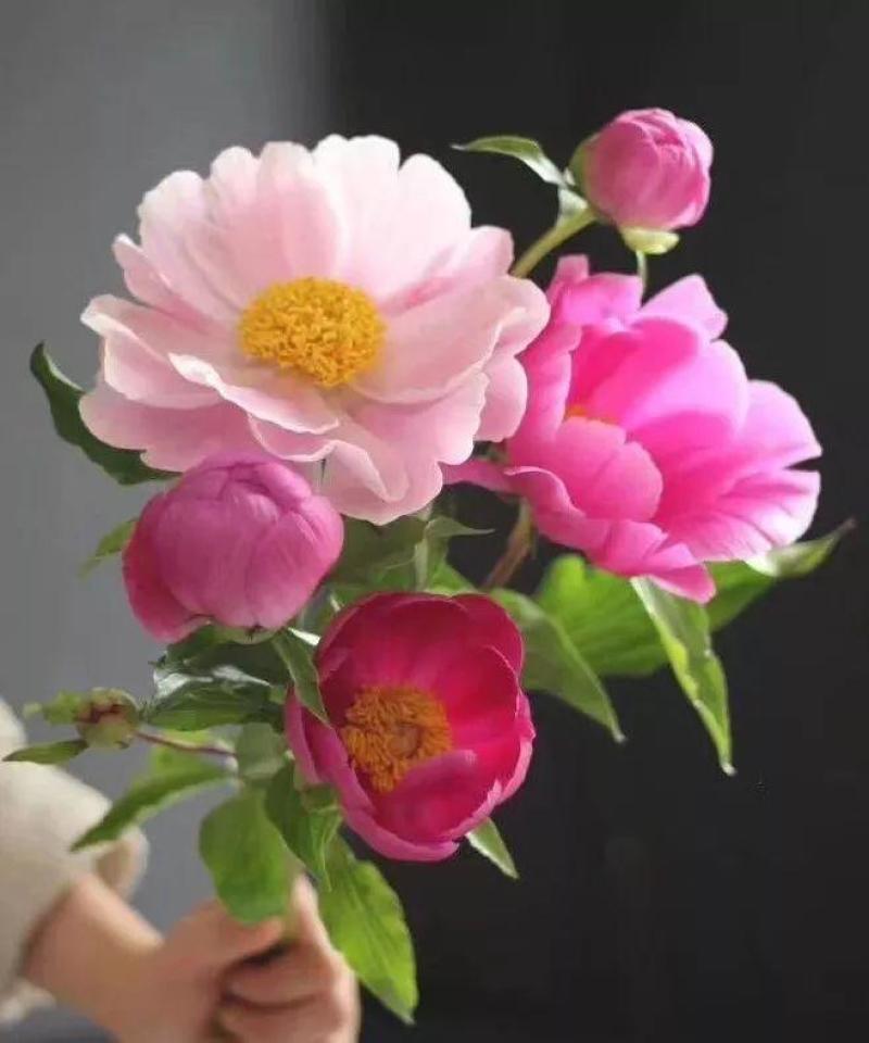 牡丹芍药鲜切花重瓣基地直发水养插花母亲节花束办公室阳台装