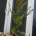 南方红豆杉小苗，30-50公分的数量不多，规格齐全