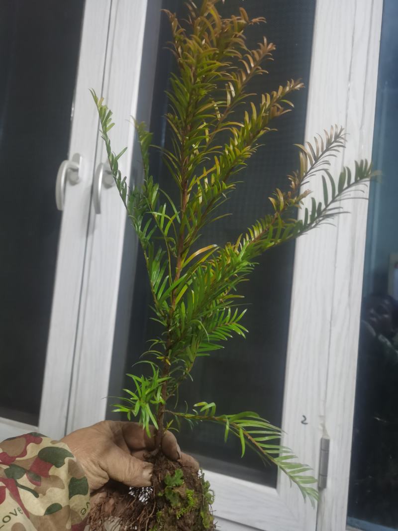 南方红豆杉小苗，30-50公分的数量不多，规格齐全