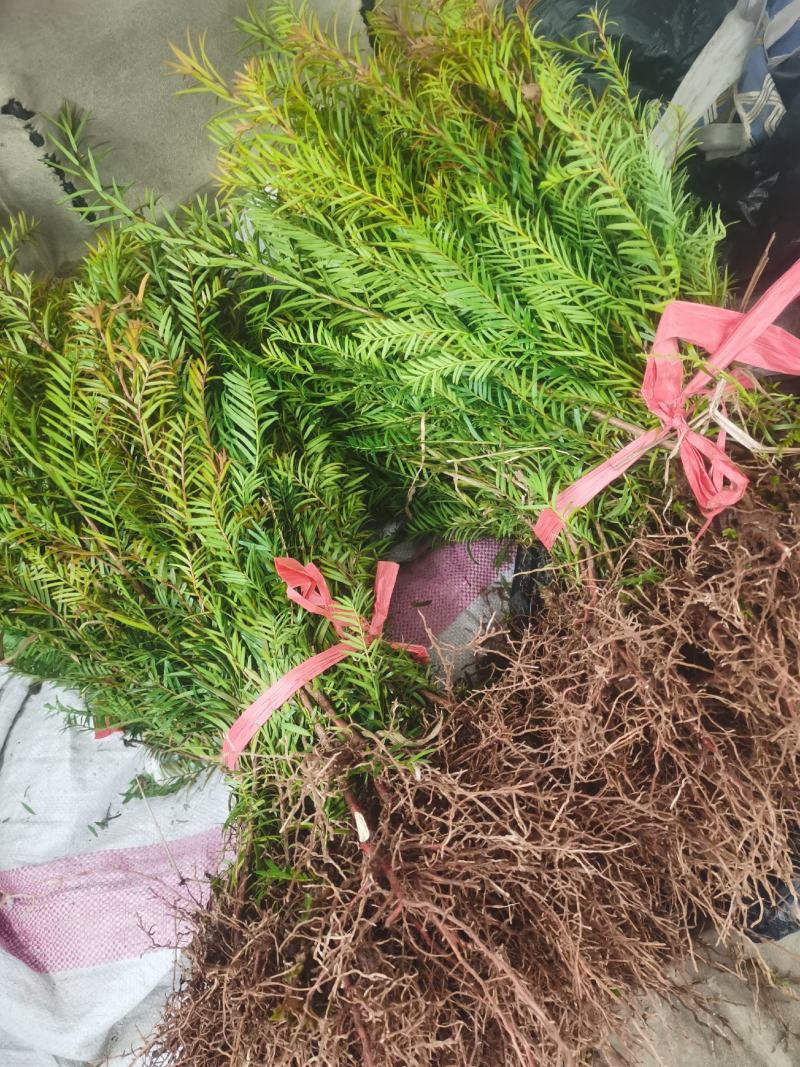 南方红豆杉小苗，30-50公分的数量不多，规格齐全