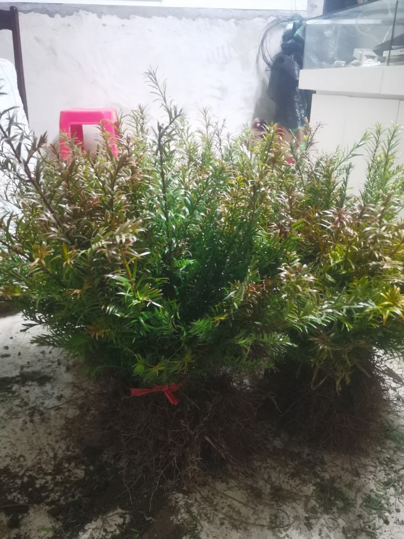 南方红豆杉小苗，30-50公分的数量不多，规格齐全
