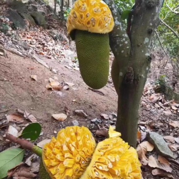 海南热带水果精品（波罗蜜）