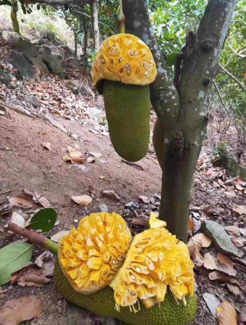 海南热带水果精品（波罗蜜）