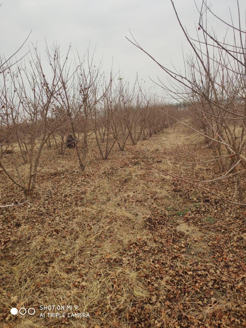 山东临朐县润晨苗圃常年出售绿化苗木，诚信第一质优价廉。