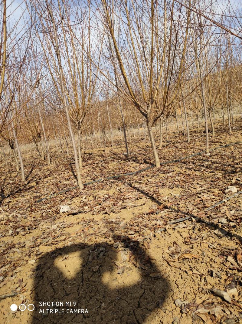 山东临朐县润晨苗圃常年出售绿化苗木，诚信第一质优价廉。