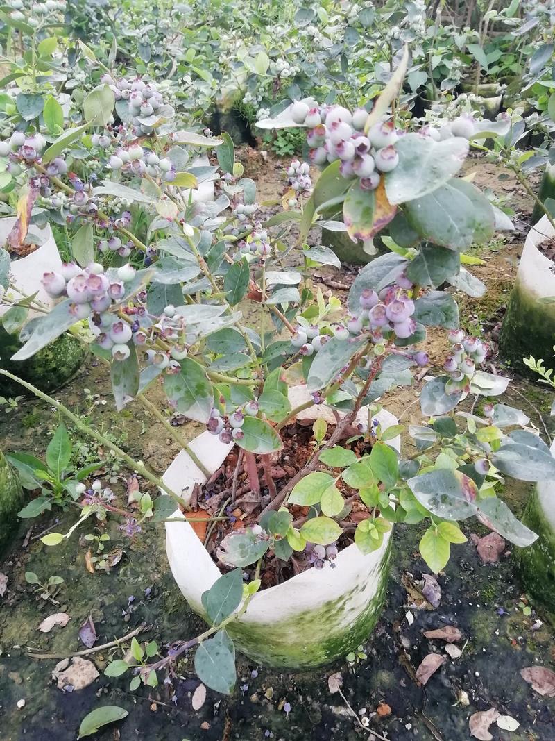 蓝莓苗，盆栽蓝莓树苗，庭院阳台盆栽地栽树苗