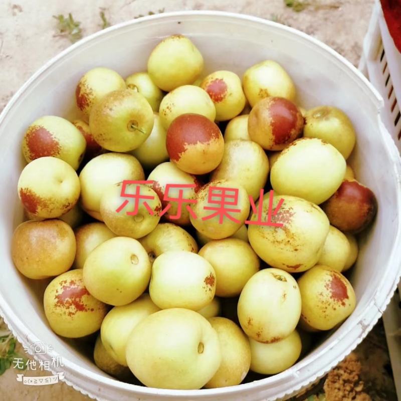 陕西省大荔县温室大棚，钢架棉被大棚，冷棚冬枣
