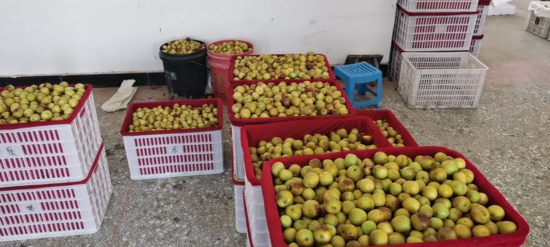 陕西省大荔县温室大棚，钢架棉被大棚，冷棚冬枣