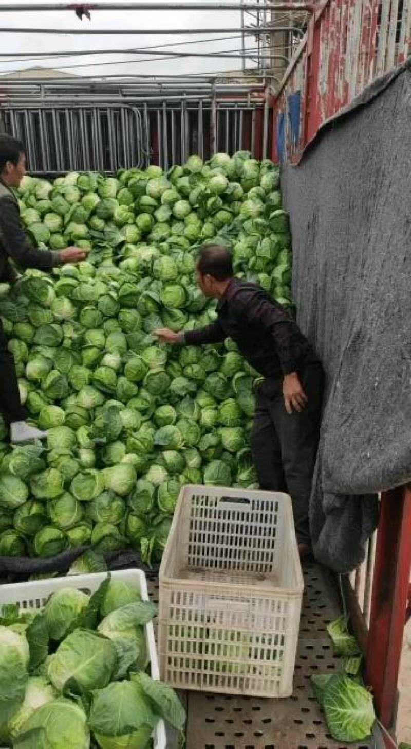 位于福建漳州基地供应优质甘蓝圆包菜价格便宜质量好