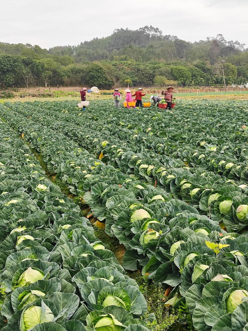 位于福建漳州基地供应优质甘蓝圆包菜价格便宜质量好