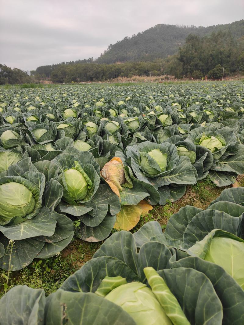 位于福建漳州基地供应优质甘蓝圆包菜价格便宜质量好