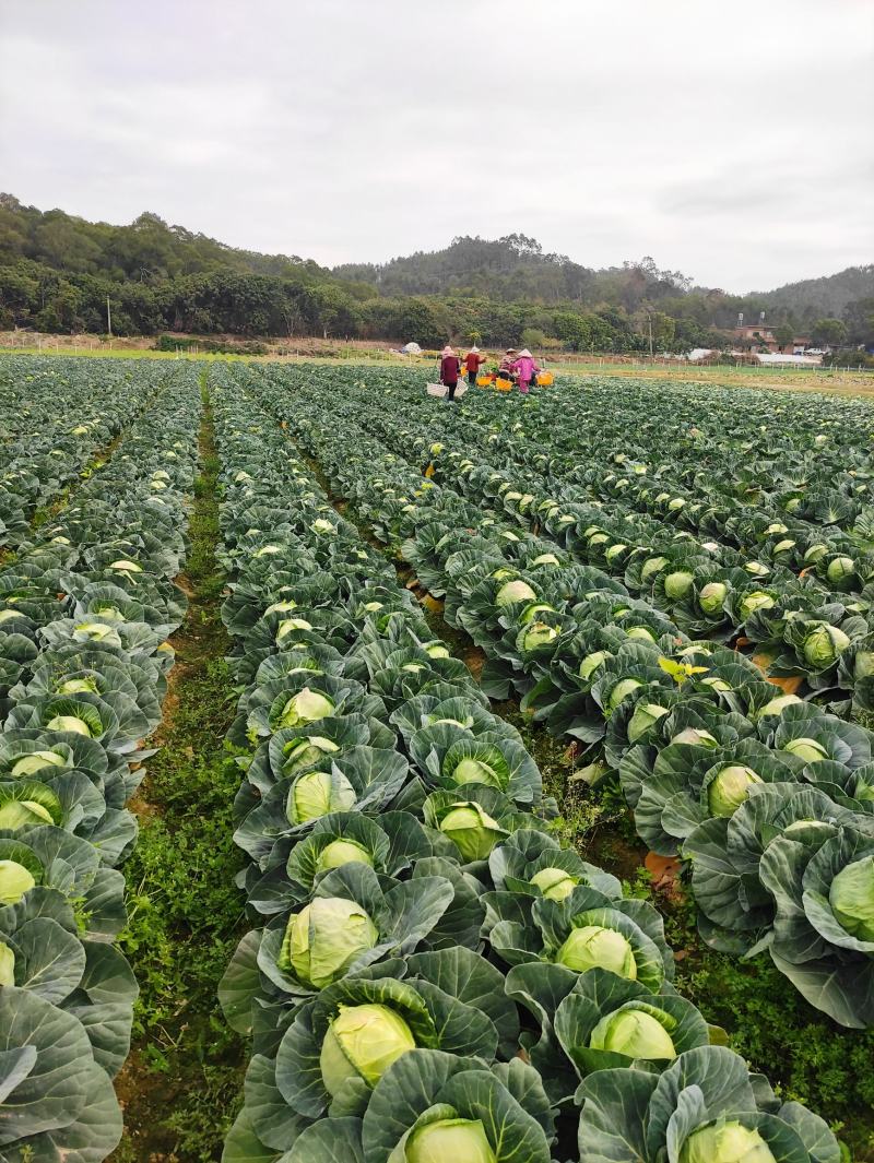 位于福建漳州基地供应优质甘蓝圆包菜价格便宜质量好