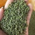 正宗江西中花吴茱萸