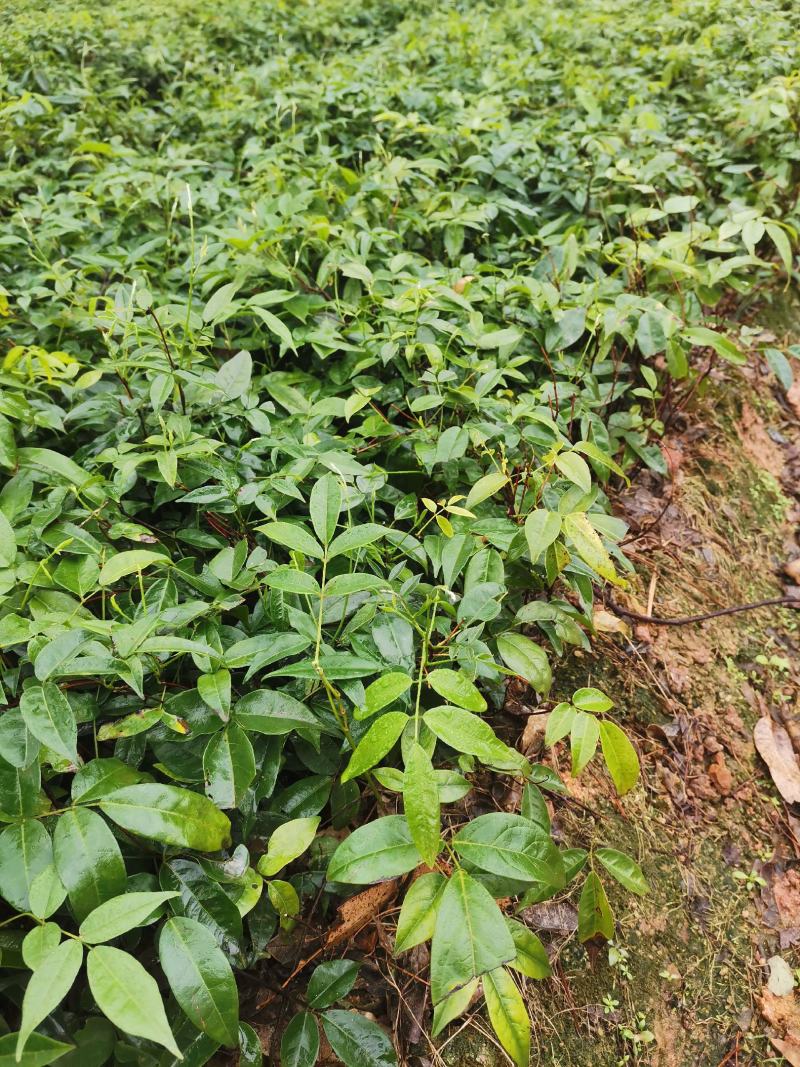 小叶牛大力苗靓苗