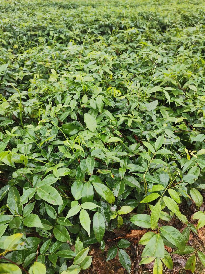 小叶牛大力苗靓苗