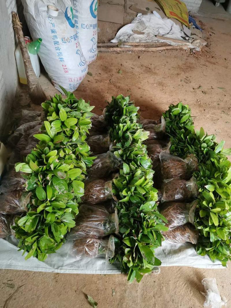 一年肉桂苗，苗场直供，一手货源，大量现货