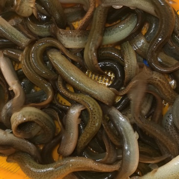 台湾泥鳅苗，全雄泥鳅苗，厂家直发