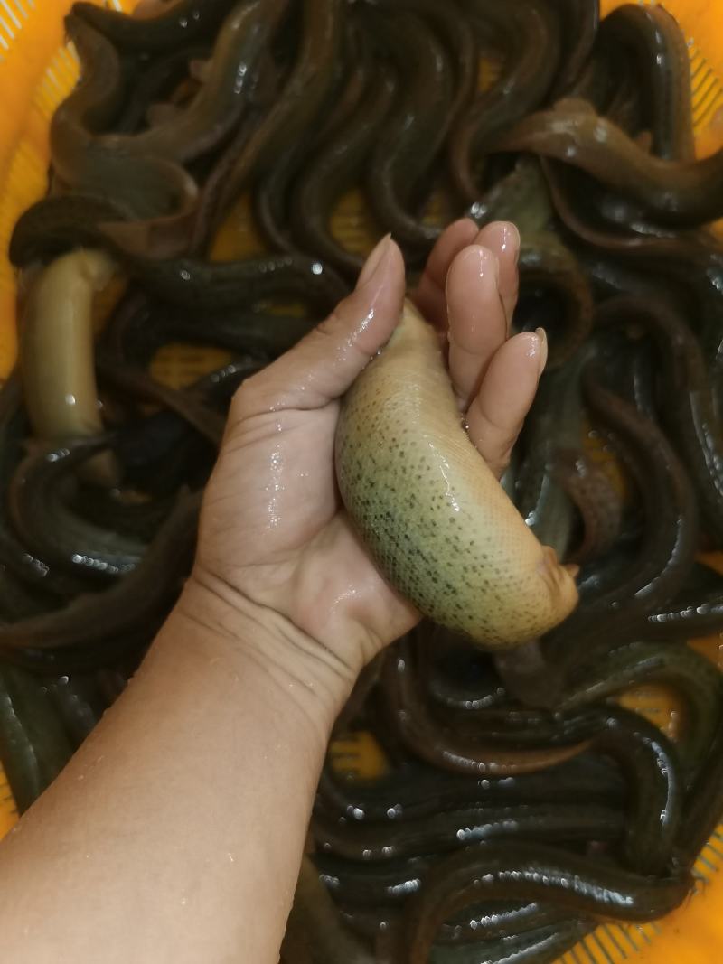 台湾泥鳅苗，全雄泥鳅苗，厂家直发