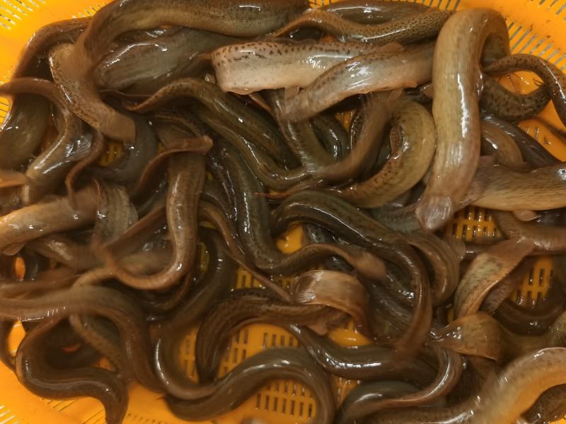 台湾泥鳅苗，全雄泥鳅苗，厂家直发