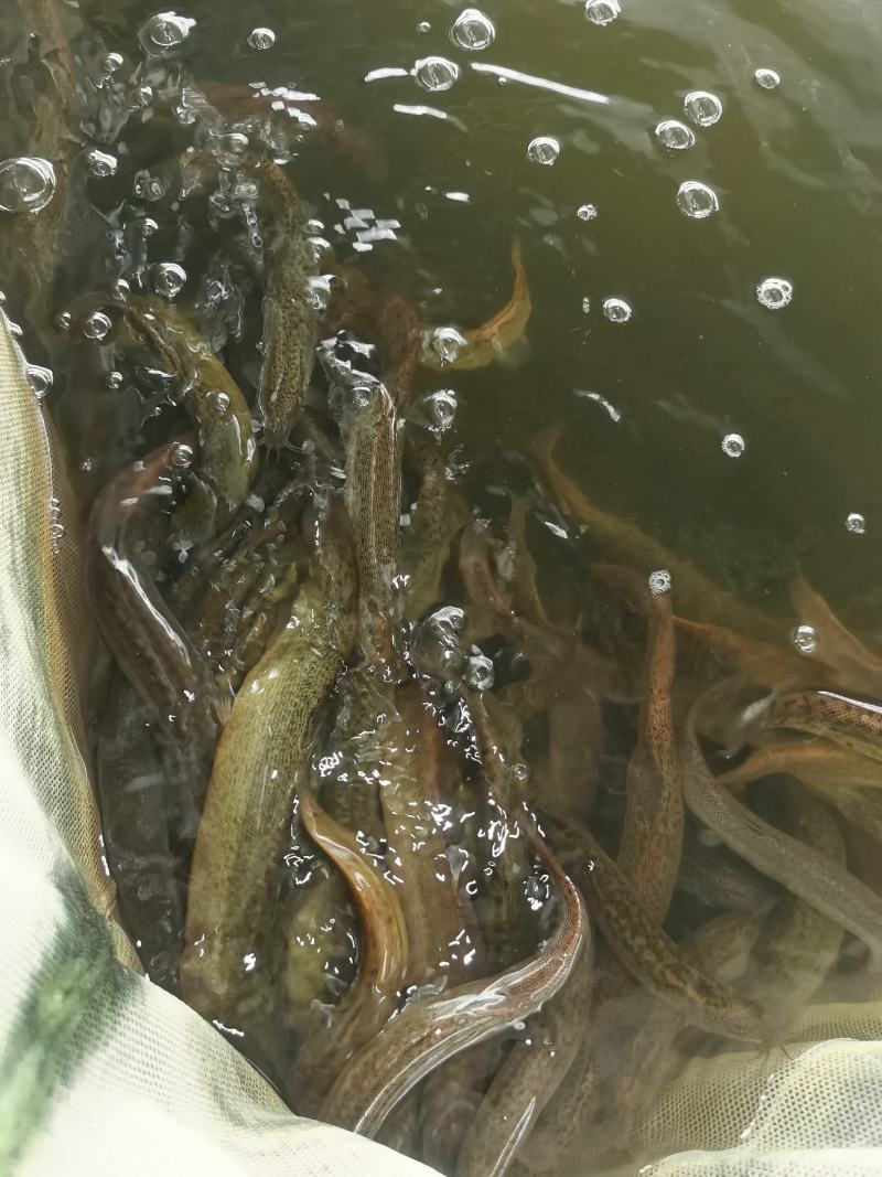 台湾泥鳅苗，全雄泥鳅苗，厂家直发