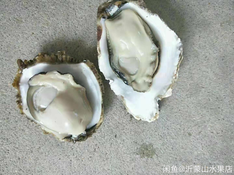 一件代发.大量批发湛江生蚝新鲜肥大牡蛎台山蚝批发