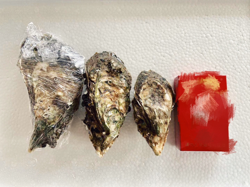 一件代发.大量批发自家湛江生蚝新鲜肥大牡蛎台山蚝批发