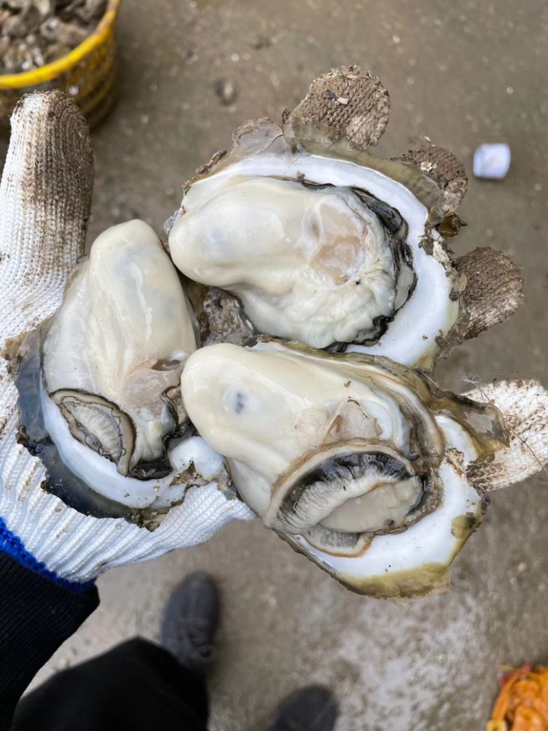 一件代发.大量批发湛江生蚝新鲜肥大牡蛎台山蚝批发
