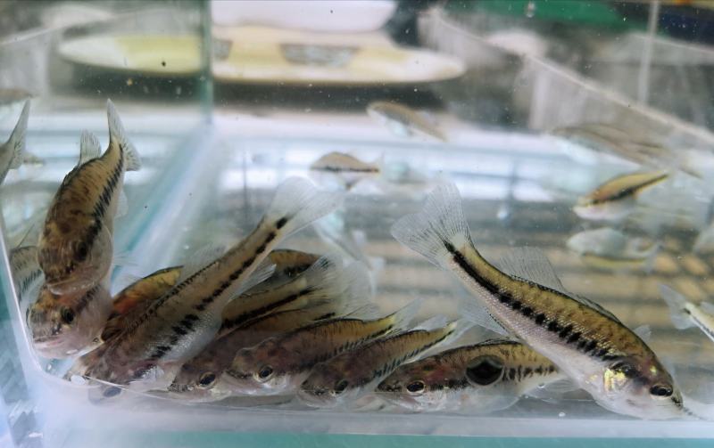 泥鳅鱼苗哪里有？台湾泥鳅苗杂交泥鳅苗价格