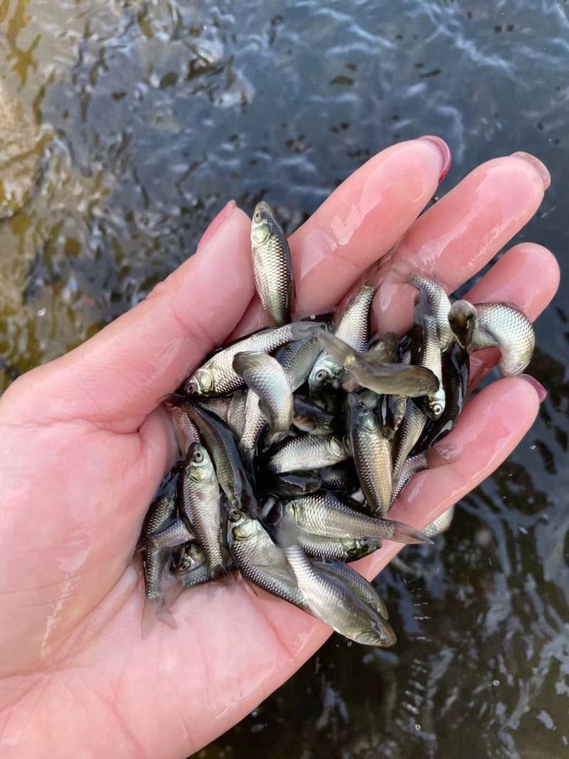 泥鳅鱼苗哪里有？台湾泥鳅苗杂交泥鳅苗价格