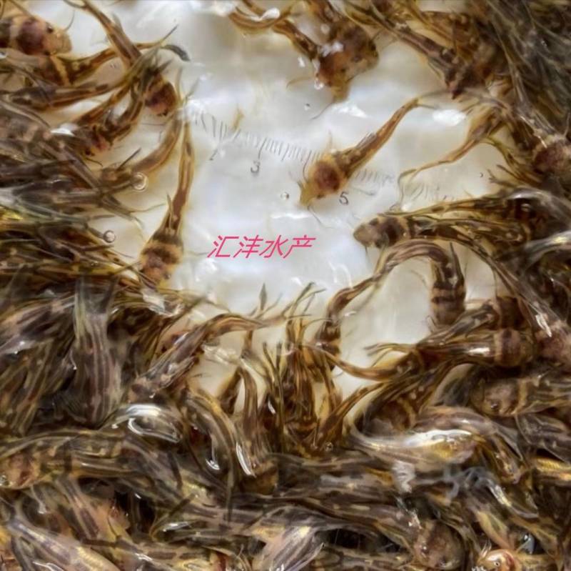 黄颡鱼，杂交全雄黄骨鱼黄辣丁量大从优全国发货！
