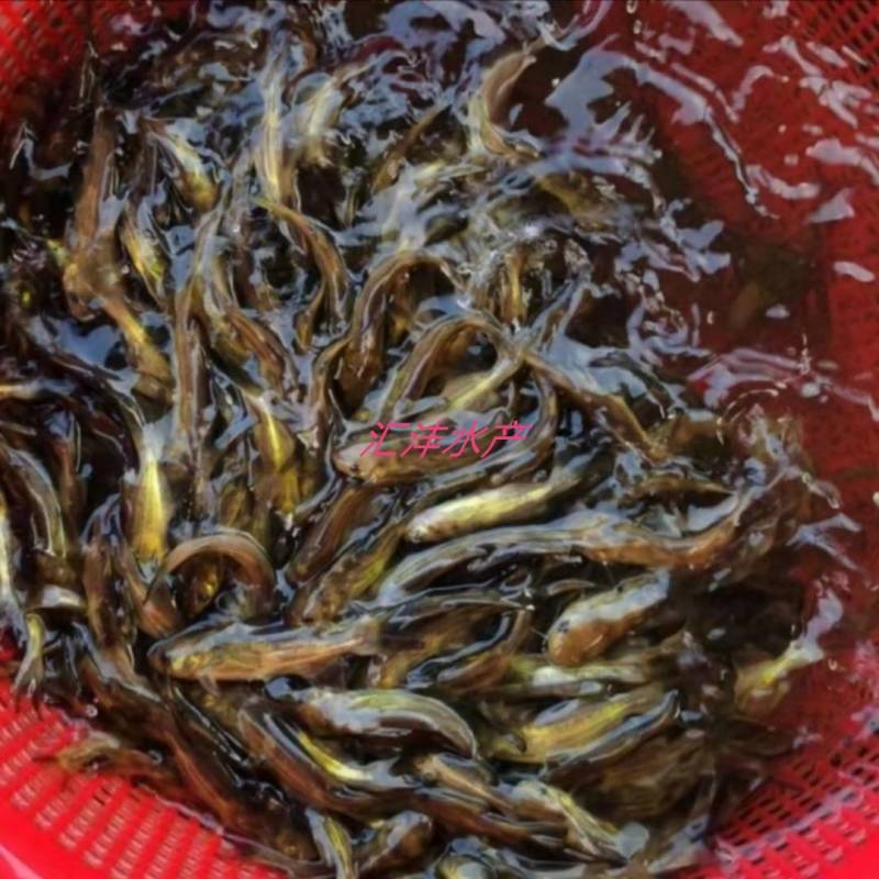 黄颡鱼，杂交全雄黄骨鱼黄辣丁量大从优全国发货！