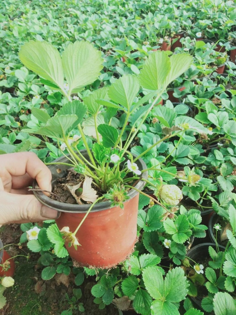 草莓苗双色盆带果量大