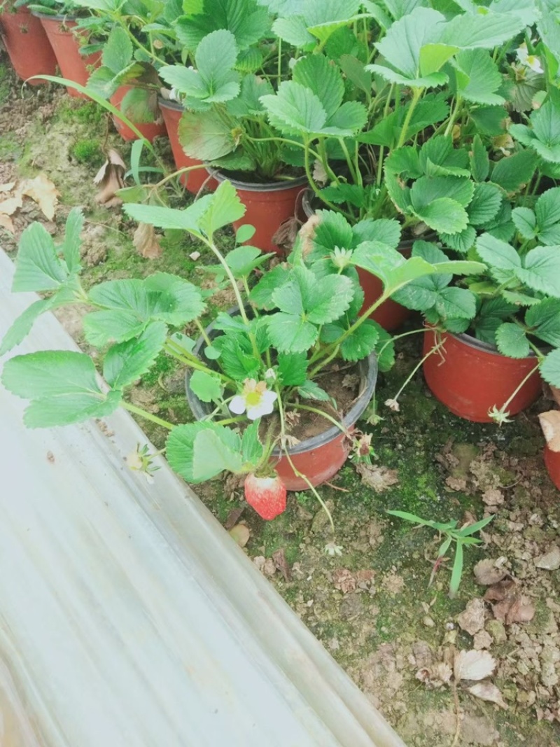 草莓苗双色盆带果量大