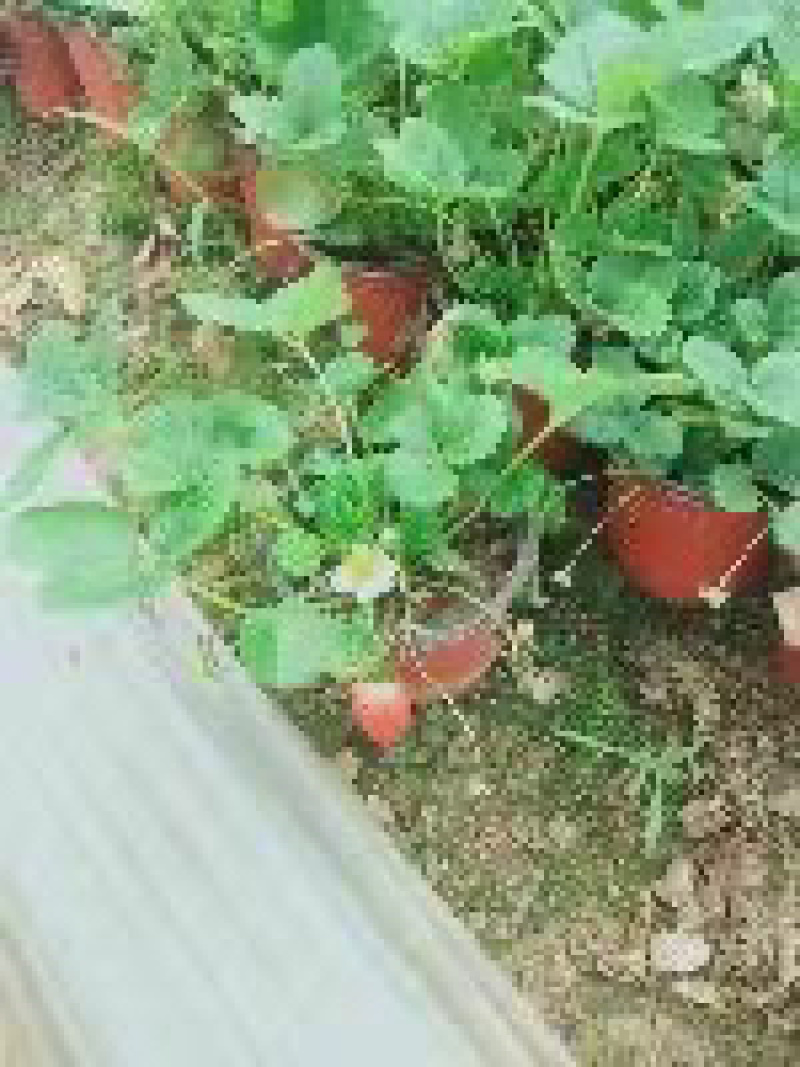 草莓苗双色盆带果量大