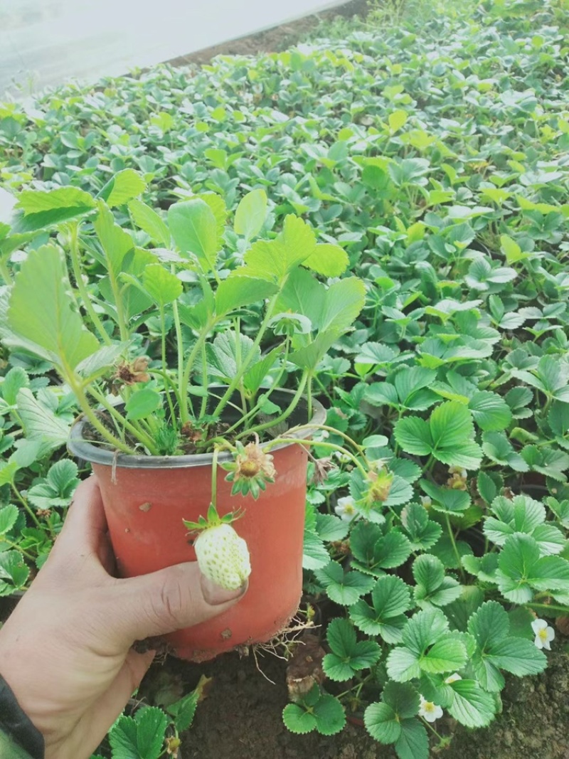 草莓苗双色盆带果量大
